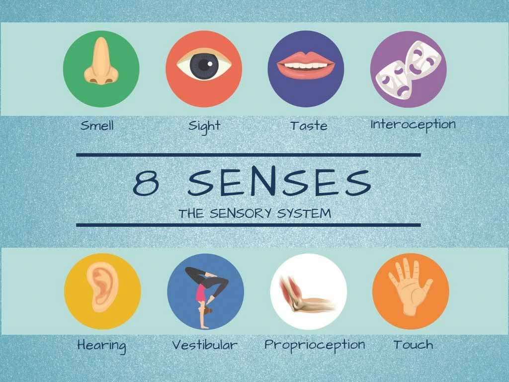 illustration that lists all eight senses